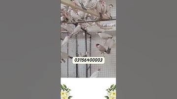 Java Sparrow , Fawn Java , White Java , Opal Java , Silver Java ,  #viralvideo