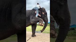 Elephant Helps Girl Climb
