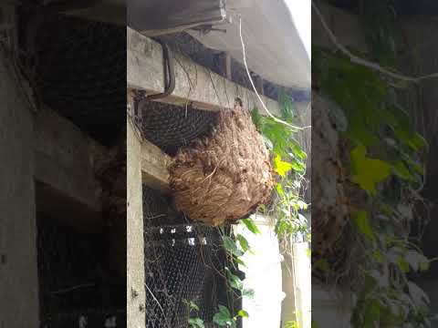 虎頭蜂築巢沒有因築在那邊那裡就是寶地的迷思,屋角,窗戶,墓地,荒郊野外,車庫,它們都不離不棄把全部的蜂蛹養大出蜂仔離巢,完成它們的宿命,