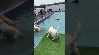 Inacreditável A Primeira Vez Desse Cachorro Na Piscina