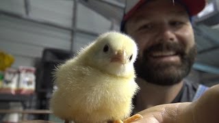 What to expect when ordering chicks or chickens from Meyer hatchery.....Day 1 arrival! Awesome!