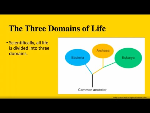 Video: Apa tiga domain kehidupan dan apa karakteristik uniknya?