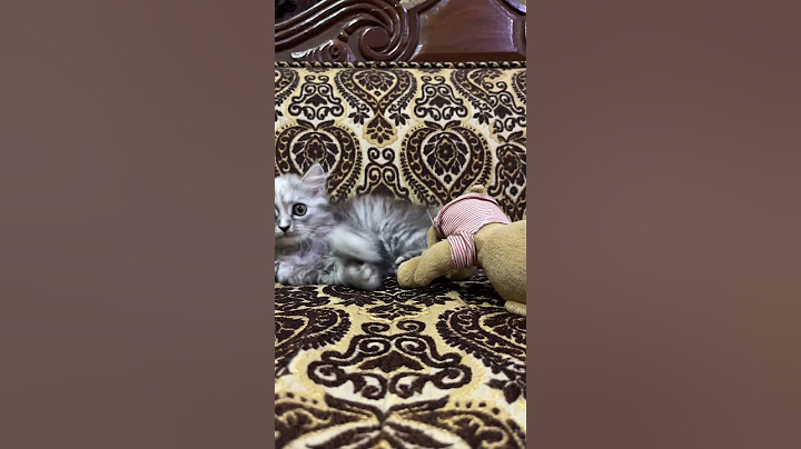 She beat up her teddy and then me too 😭🐾 #catshorts #funnycat #foryou #shortsvideo