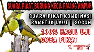 Download Lagu Suara pikat burung kecil paling ampuh || Suara pikat kombinasi rametuk laut sogon MP3