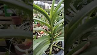 ZAP 11940050033 pedido de Tania de RS @Mais Orquídeas #flores