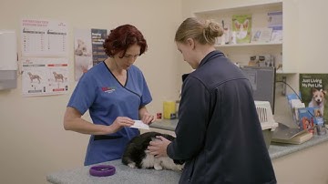 How to implant a microchip - cats and dogs