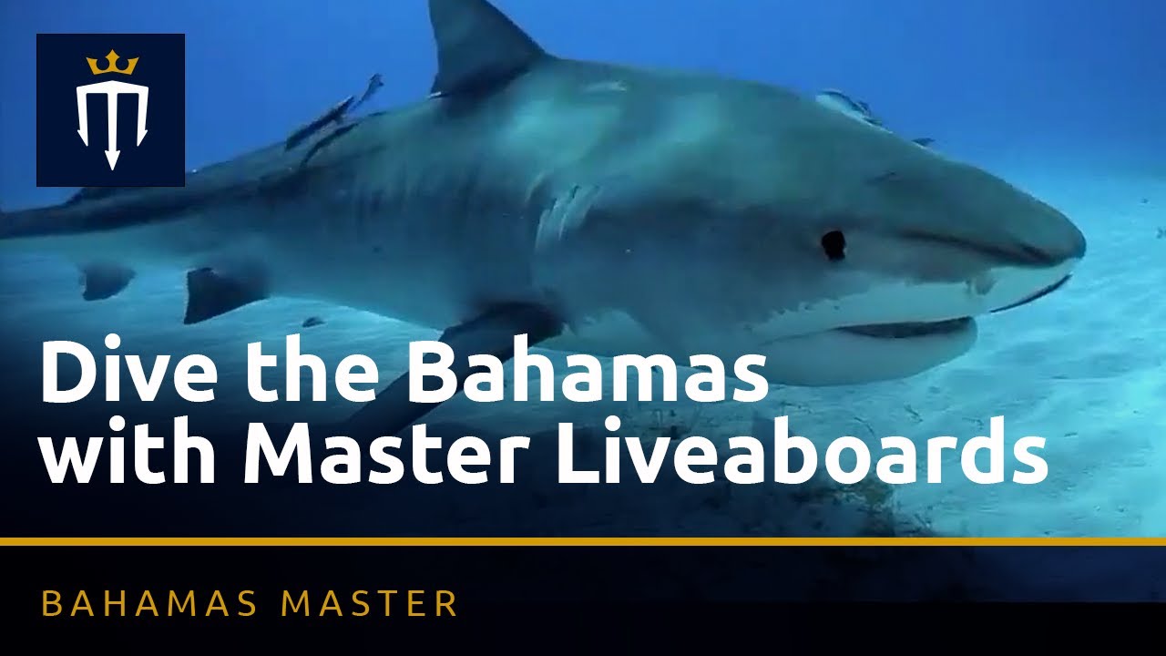 Dive the Bahamas with Master Liveaboards