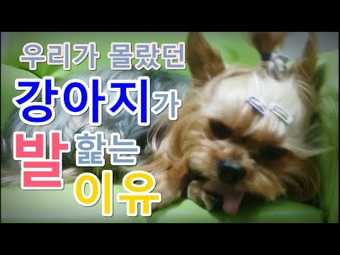 강아지계단추천