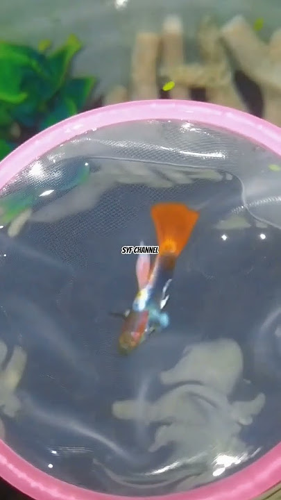 cantik sih.. tapi gak lolos sortiran hehee.. #prtde #guppyfish #storywa