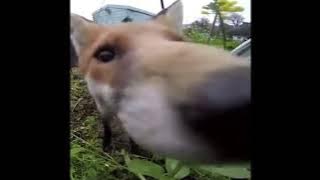 Aqua - Calling You (Nightcore/Fuchscore Edit)