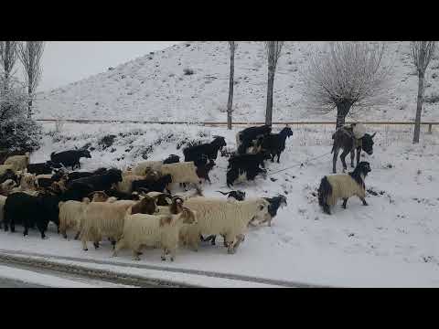 Kənd həyatı. Qış mənzərəsi