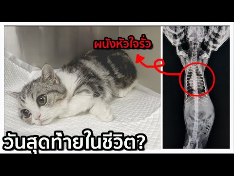 คลิปสุดท้ายของแมว 200,000 บาท? [update]