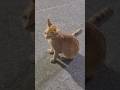 Meow Meow karti billi #shortsfeed #billi #billikartimeowmeow #kalibilli #cat #manjar #siacat #meows