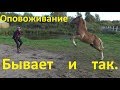 Не все жеребята хотят оповоживаться. Как мы оповоживали Малинку.