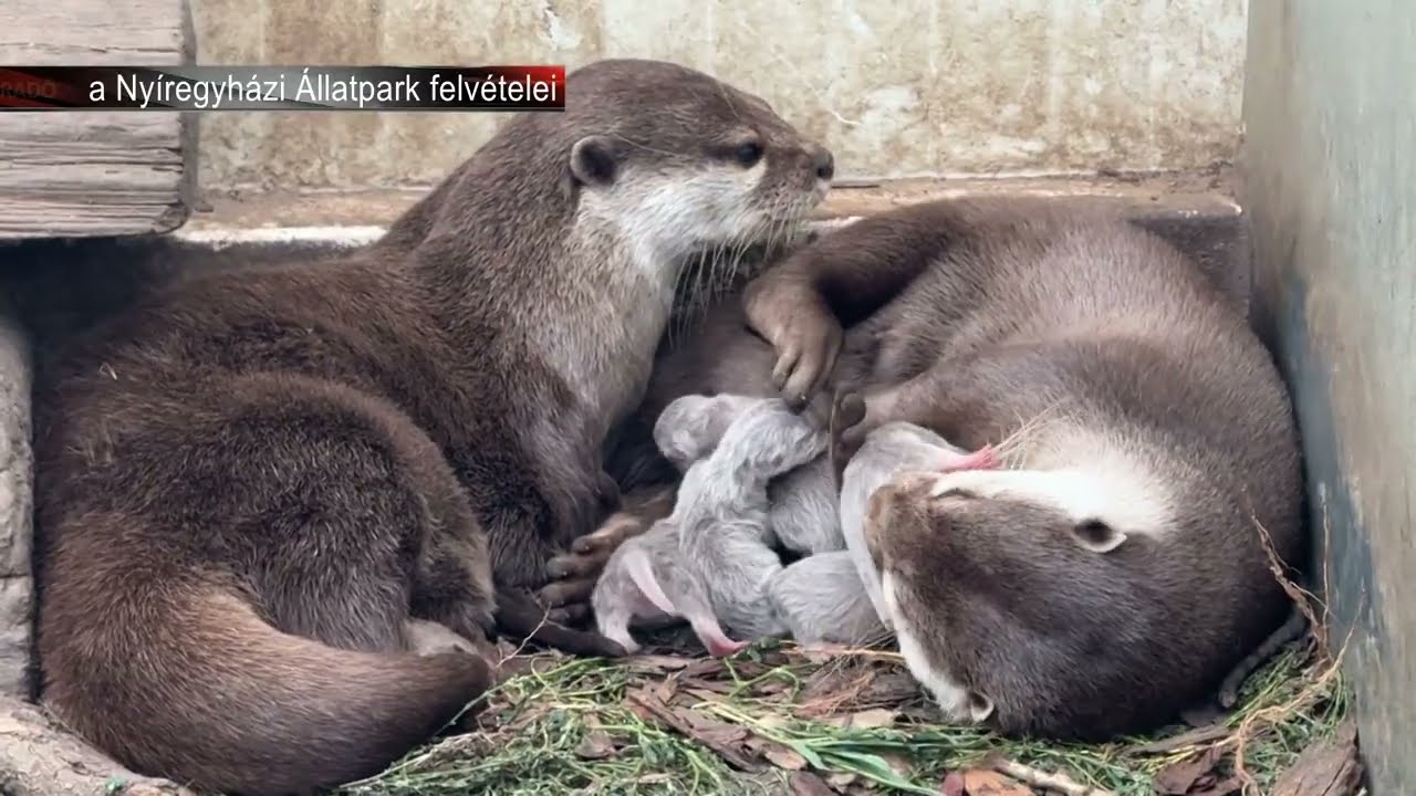 Törpevidrák születtek – Apró lakókkal bővült a Nyíregyházi Állatpark
