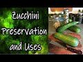 Zucchini Preservation and Uses