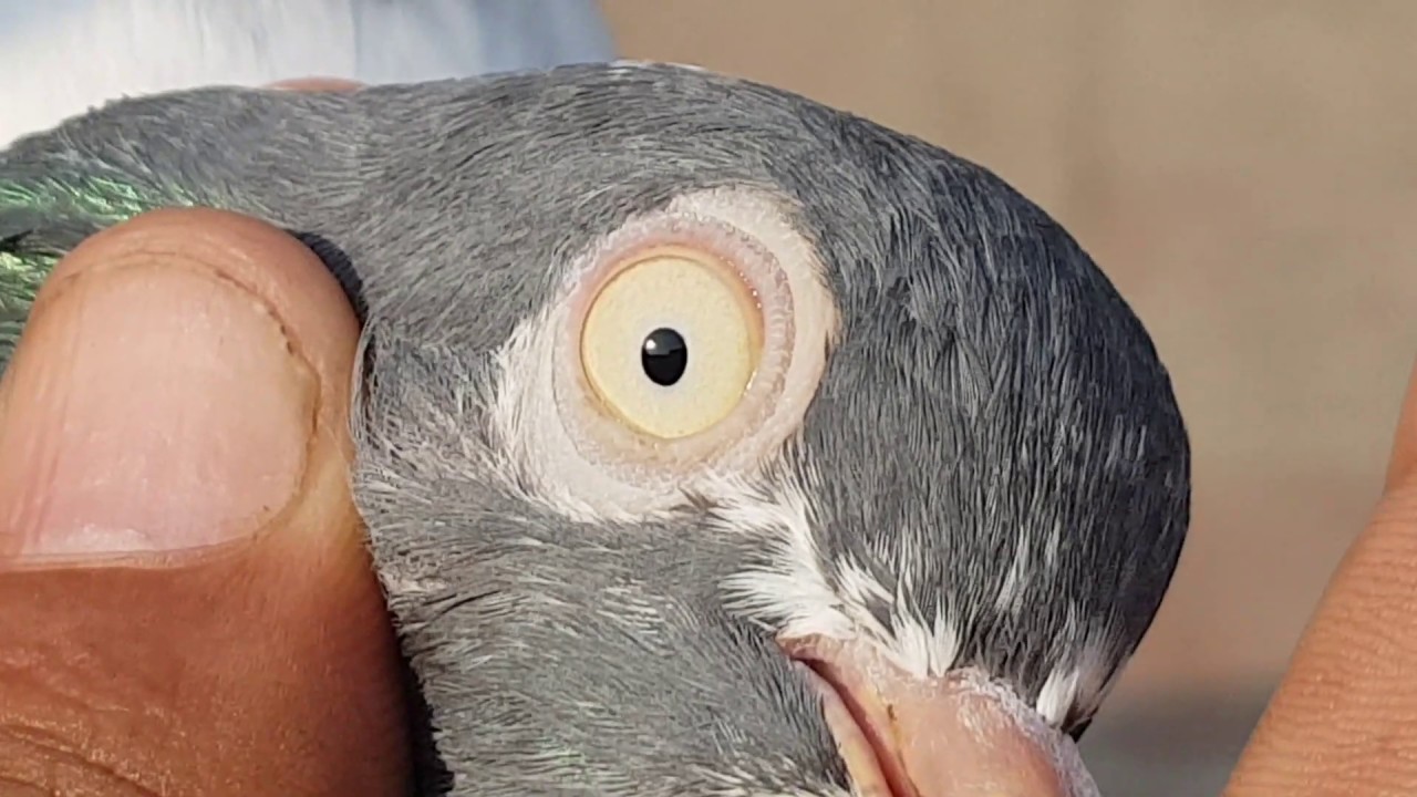 Bilal Butt S Teddy Pigeons Amazing Eyes Youtube