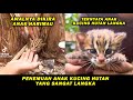 Awalnya Dikira Anak Harimau, Seorang Pria Terkejut Dengan Penemuan Anak Kucing Hutan Langka