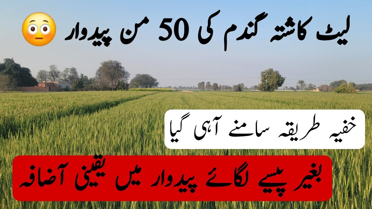 لیٹ کاشتہ گندم کی 50 من پیدوار خفیہ طریقہ سامنے اگیا بغیر پیسے لگائے پیدوار میں آضافہ کیا جا سکتا ہے