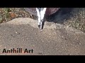 Casting a bigger fire ant colony with molten aluminum cast 057