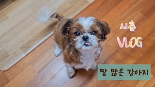 말 많은 시츄 강아지🐶귀여운 일상| Vlog by 시츄 의중 1,925 views 2 months ago 1 minute, 33 seconds