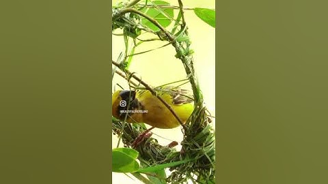 "Mesmerizing Weaver Birds: Watch These Master Craftsmen Create Stunning Nests in Seconds!"