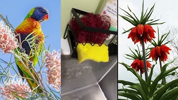 ✨ Kệ để đồ rửa chén bát HOMELOVE – kệ nghiêng thoát nước, thép chống gỉ siêu bền | Giữ bếp sạch sẽ