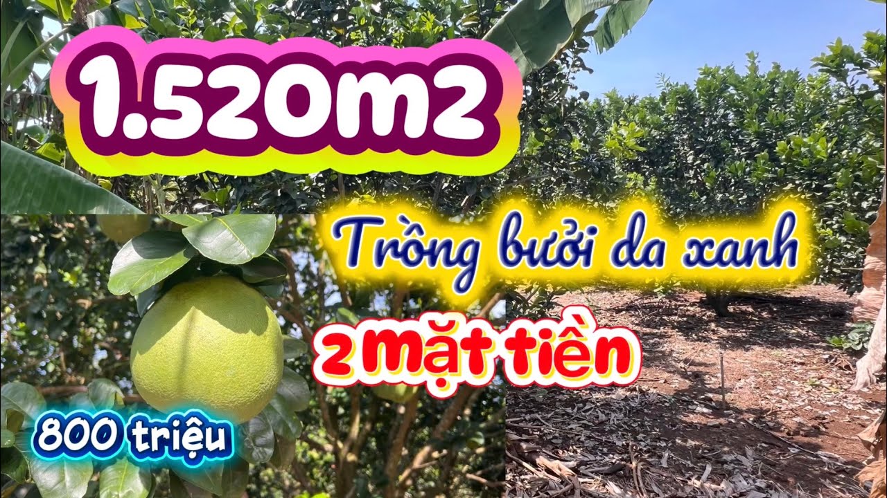 Chỉ 800 Triệu | Lô Đất 1.524m² 2 Mặt Tiền Phú Hòa – Gần Cao Tốc Dầu Giây Đà Lạt | Đất Vườn Đồng Nai