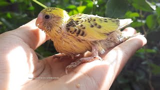 Budgie Chick - Pied Budgie - Yellow Parakeet