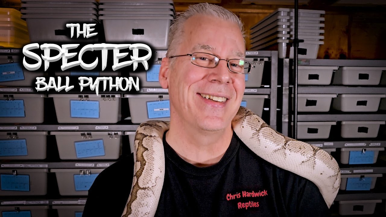 Introduction to the Specter Ball Python Gene - YouTube