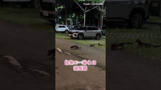 【帶娃不容易】白鼻心一家4口過馬路 下秒孩子「回馬槍折返」家長苦命追XD #Shorts