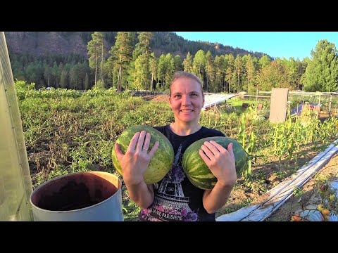 Про выращивание арбузов в сибири