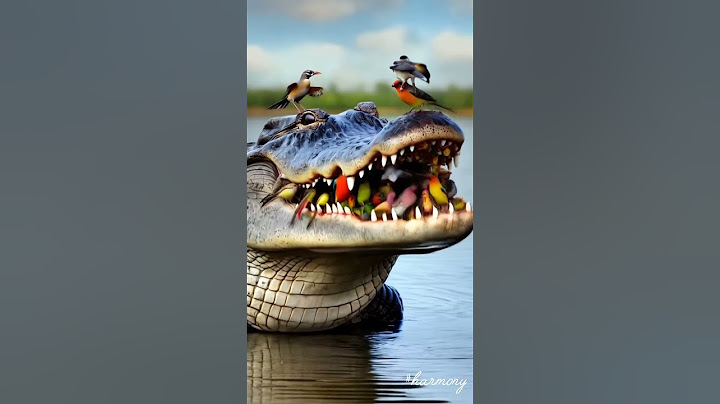 Birds are playing hide and seek with the crocodile/ #birds #wildlife #shorts