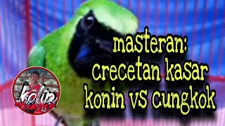 masteran crecetan kasar konin vs cungkok ngerii