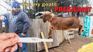 Checking for goat PREGNANCY / Are our goats PREGNANT? ‍♀