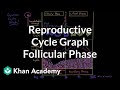 Reproductive cycle graph-Follicular phase | NCLEX-RN | Khan Academy