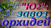 Орхидеи,узамба́рские фиалки,Самара🌺