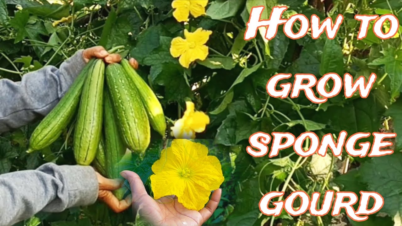 Sponge Gourd EXPERT Shares Top Tips for a Bountiful Harvest!