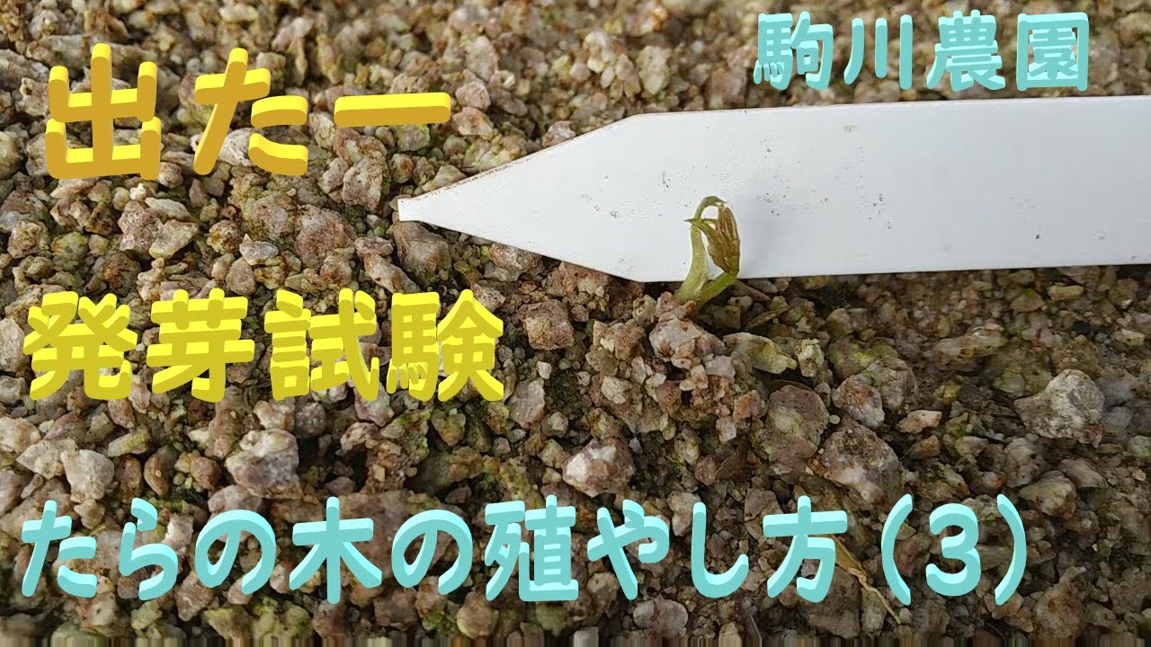 How to Propagate Tarana Trees (3) Germination has begun. Tarana