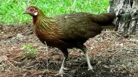 suab poj qaib tsauj zoo tiag2 nawb tuaj xwb2