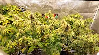 Week 7 of Flower, Mars Hydro SP250 & SP3000 side by side, finishing up nicely!