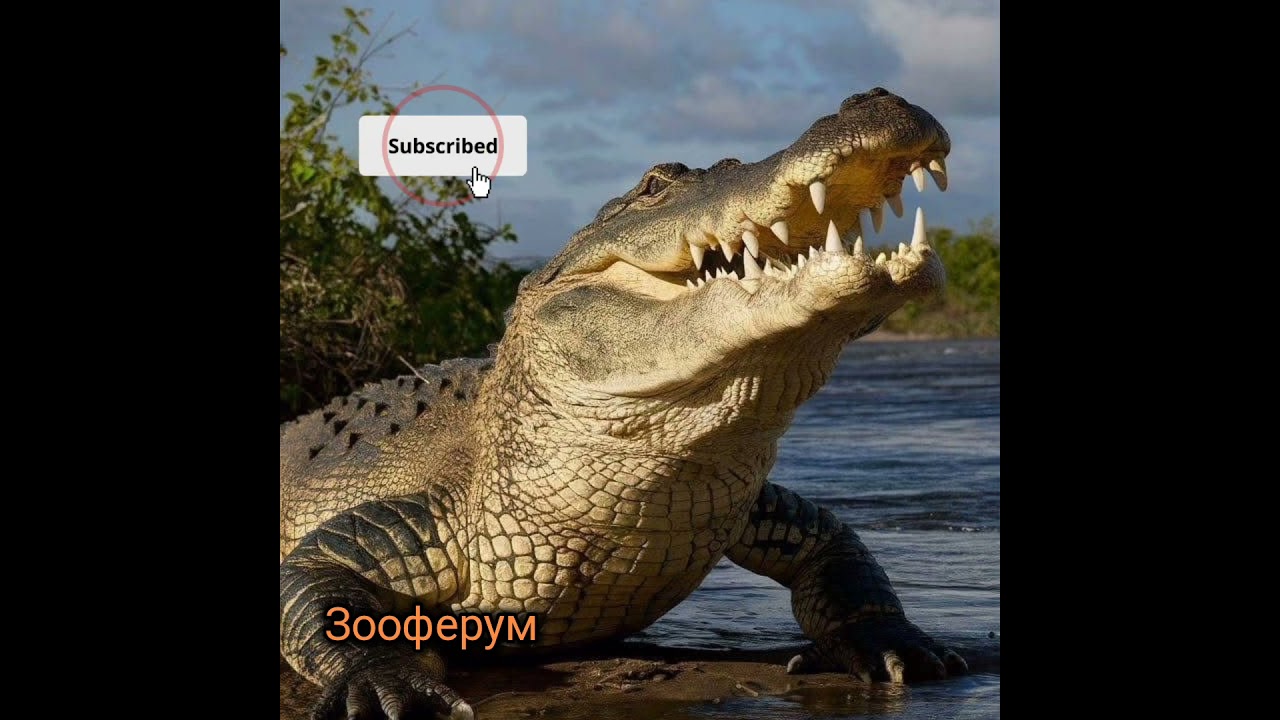 Властелин прошлого и настоящего: мощь челюстей и тайна выживания 