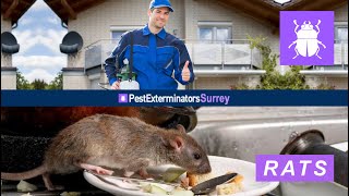 RAT CONTROL SURREY SERVICES | PEST EXTERMINATORS SURREY