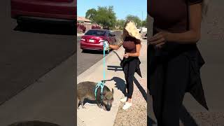 Just Polly.. doing Polly things 🐽🤦🏼‍♀️