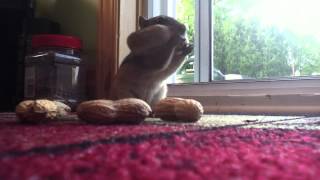 Dramatic Chipmunk 2: The Greediest Cheeks of All