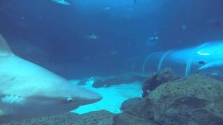 Sharks on Sentosa, Resorts World SEA Oceanarium