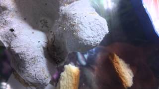 2012-09-06-2am_EST_cricket