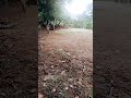 El niño rápido en visicleta