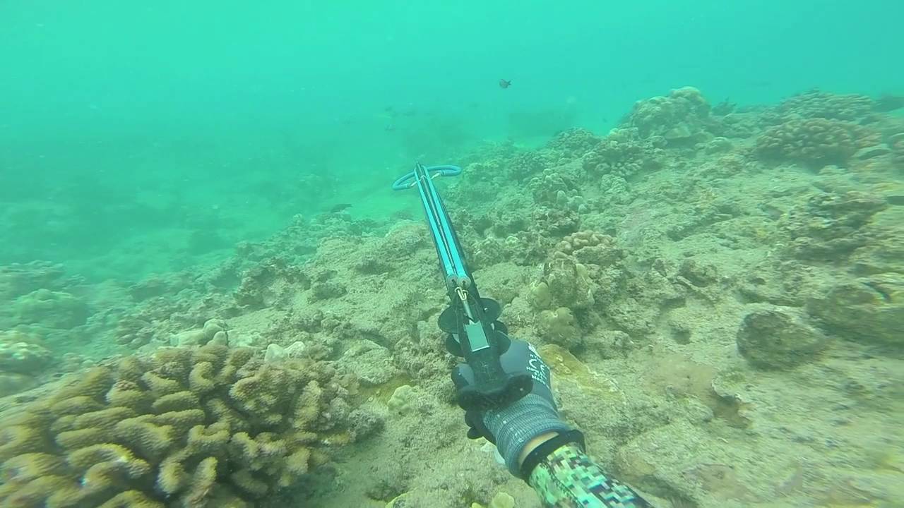 Spearfishing Oahu spring/summer 2016 YouTube