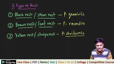 Wheat Rust 1 msc pre sem i